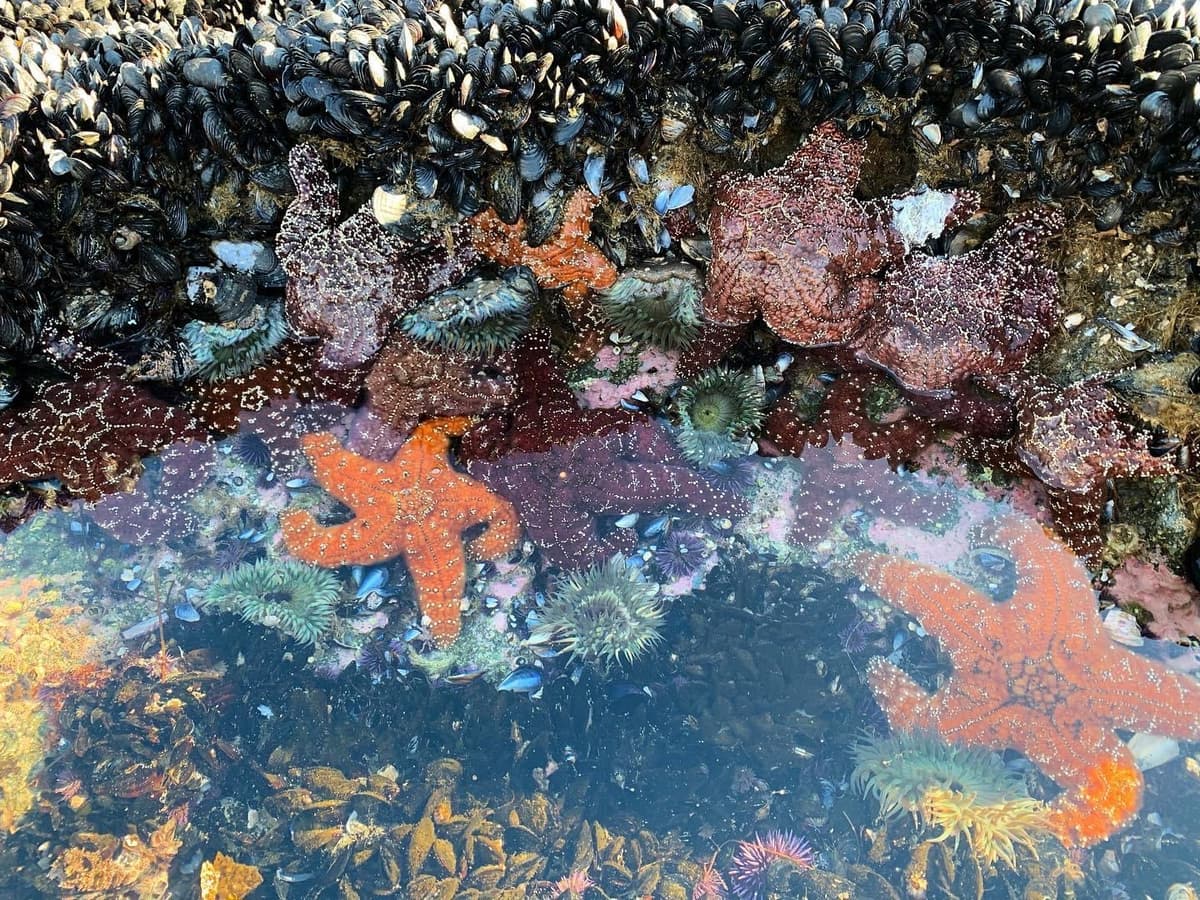 Colorful tidepool background